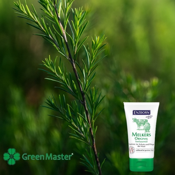 50105   ungvent s chaeno darvo   baner   30 ml